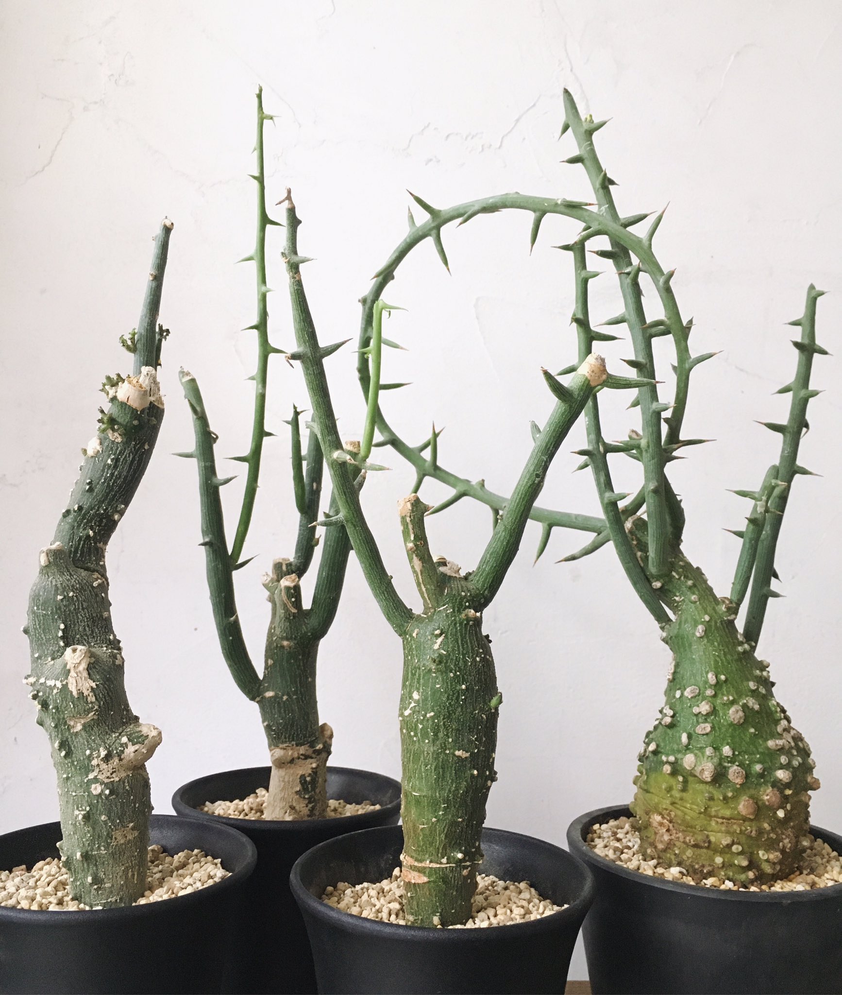 奇妙な植物園 on X: 