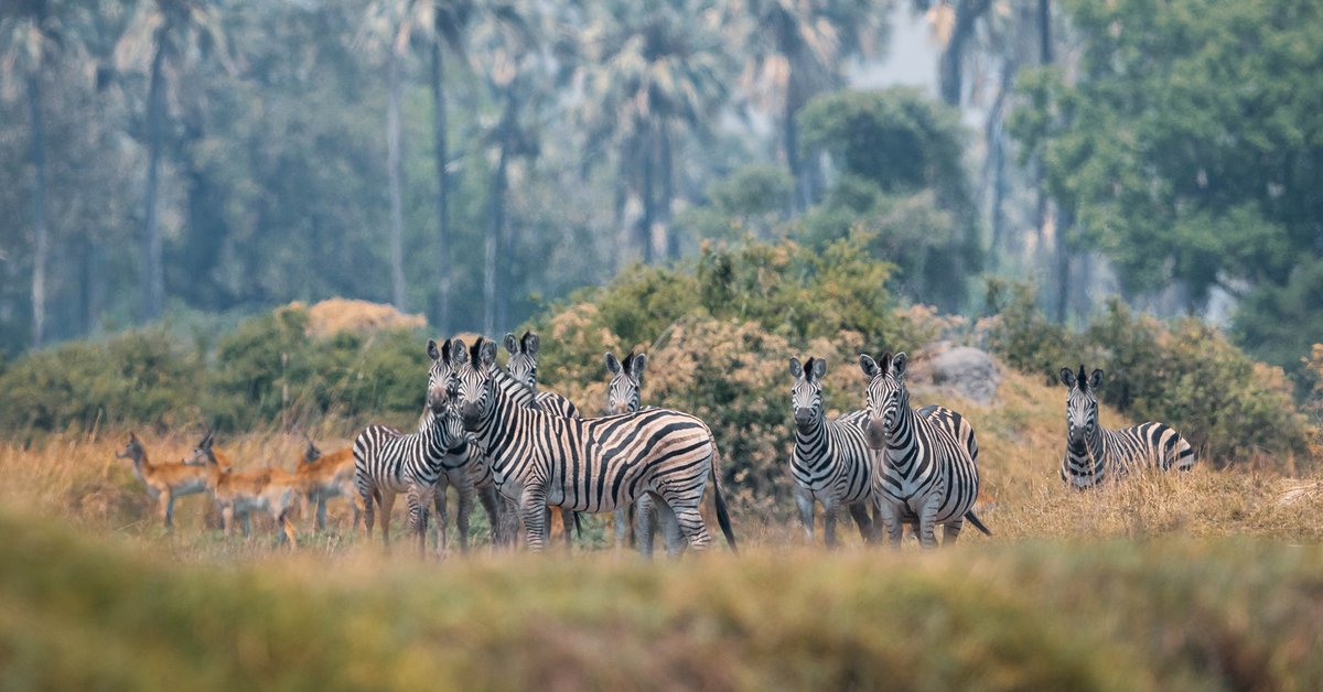 Through #OkavangoEternal our commitment is threefold: protect the natural world, support local communities and raise awareness of the Okavango Delta. 
Discover our partnership with <a href="/NatGeo/">National Geographic</a>: bit.ly/3jt6W8T

📷:Kostadin Luchansky

#debeers #buildingforever <a href="/InsideNatGeo/">National Geographic Society</a>