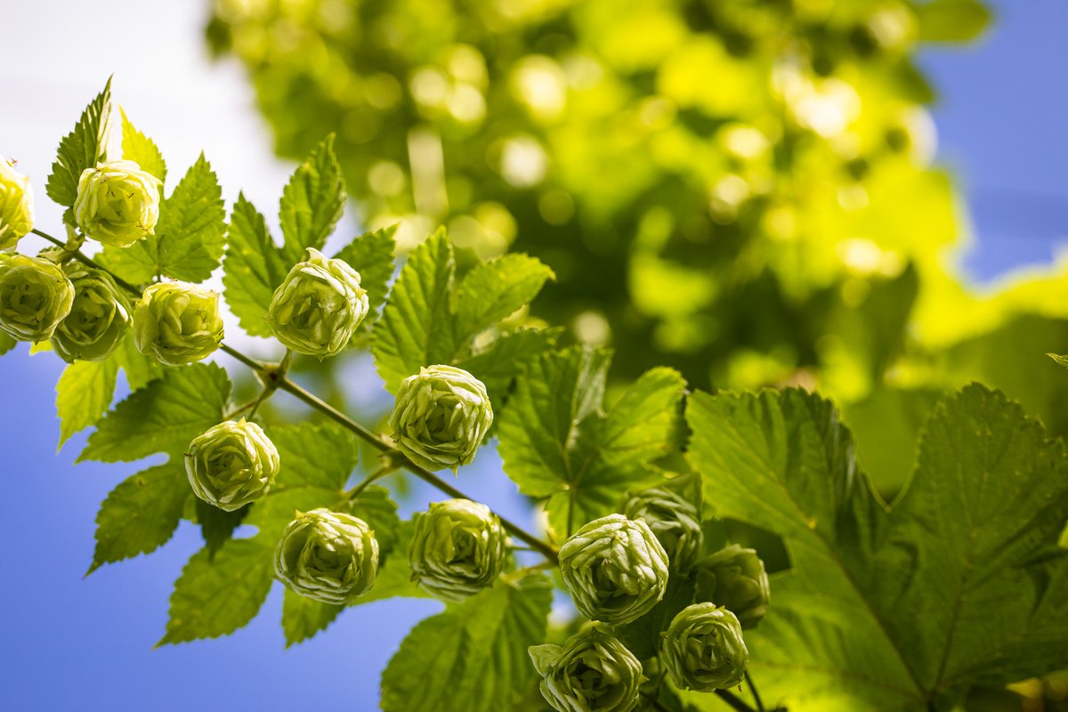 larkins_brewery's tweet photo. It's that time of the year again and the Larkins hop garden is heaving with this years hops almost ready to be harvested 😍
#fieldtoglass #larkinsbrewery #craftbeer #realale #hops #hopgarden #humuluslupulus https://t.co/9t2IEIS5y4