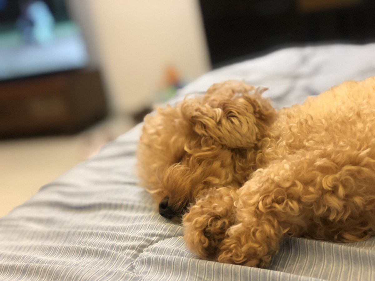 Charooo55's tweet photo. 少し騒いだら、すぐにコレ、、🧸★★

#トイプードル #犬好きさんと繋がりたい #いぬのいる暮らし #いぬのきもち #いぬすたぐらむ #タイニープードル #犬好きさんとつながりたい #可愛い https://t.co/UCtiDHAkK2