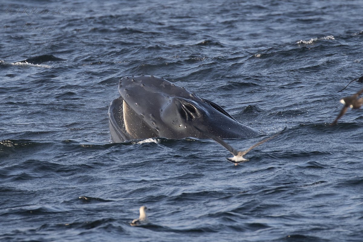 Scillypelagics's tweet image. Whales again! Our last scheduled Birder Special Pelagic of 2021 found 2 Fin Whales, Humpback Whale, 2+ Great Shear, 35 Sooty Shear AND c 10,000 Manx over c 600 SB Common Dolphin. Never did I believe that I would see such a sight off the Isles of Scilly.