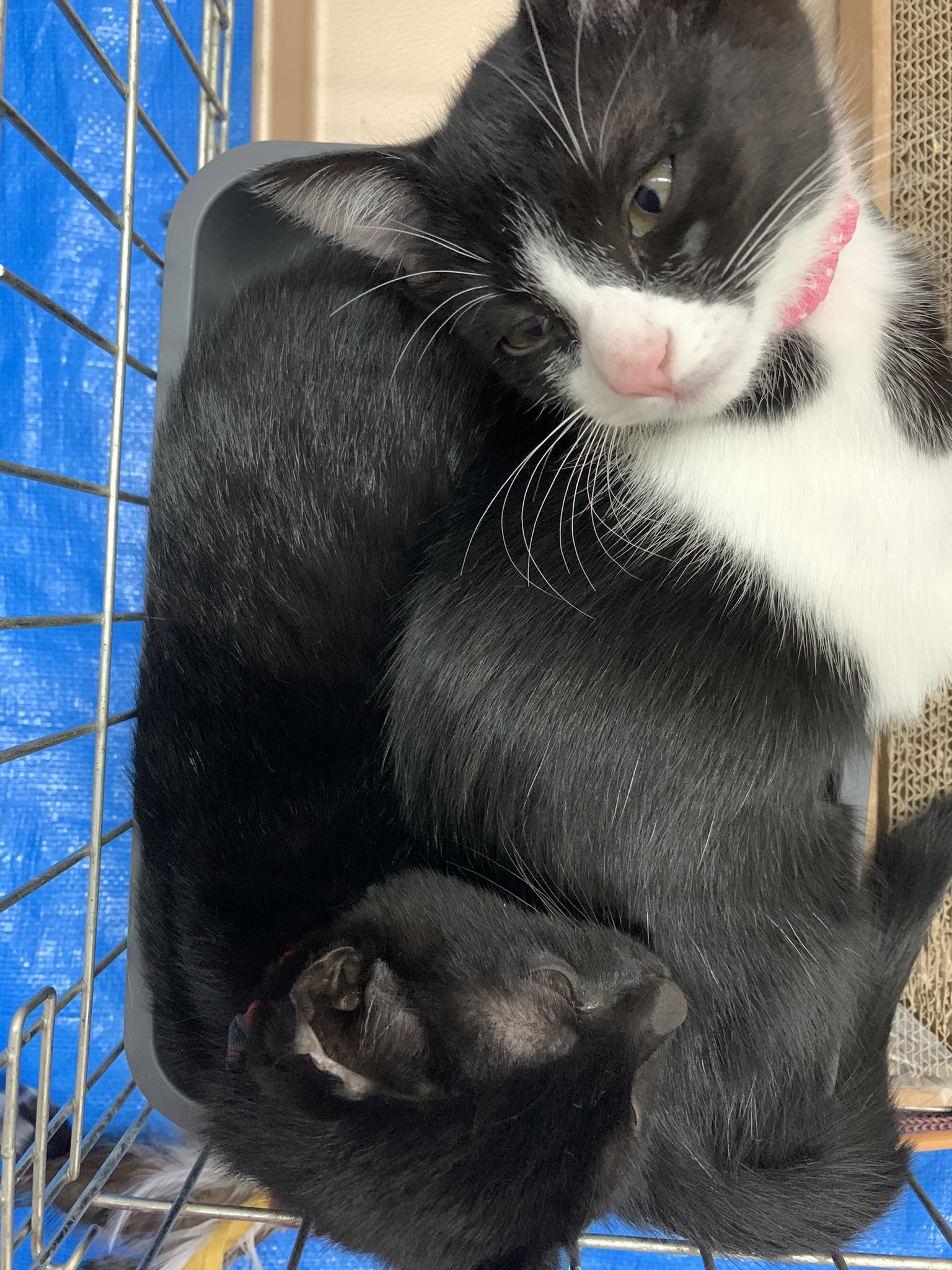 ひろねこ Kgrrtm64foifhhc Twitter