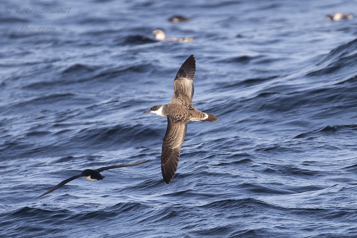 Scillypelagics's tweet image. Whales again! Our last scheduled Birder Special Pelagic of 2021 found 2 Fin Whales, Humpback Whale, 2+ Great Shear, 35 Sooty Shear AND c 10,000 Manx over c 600 SB Common Dolphin. Never did I believe that I would see such a sight off the Isles of Scilly.