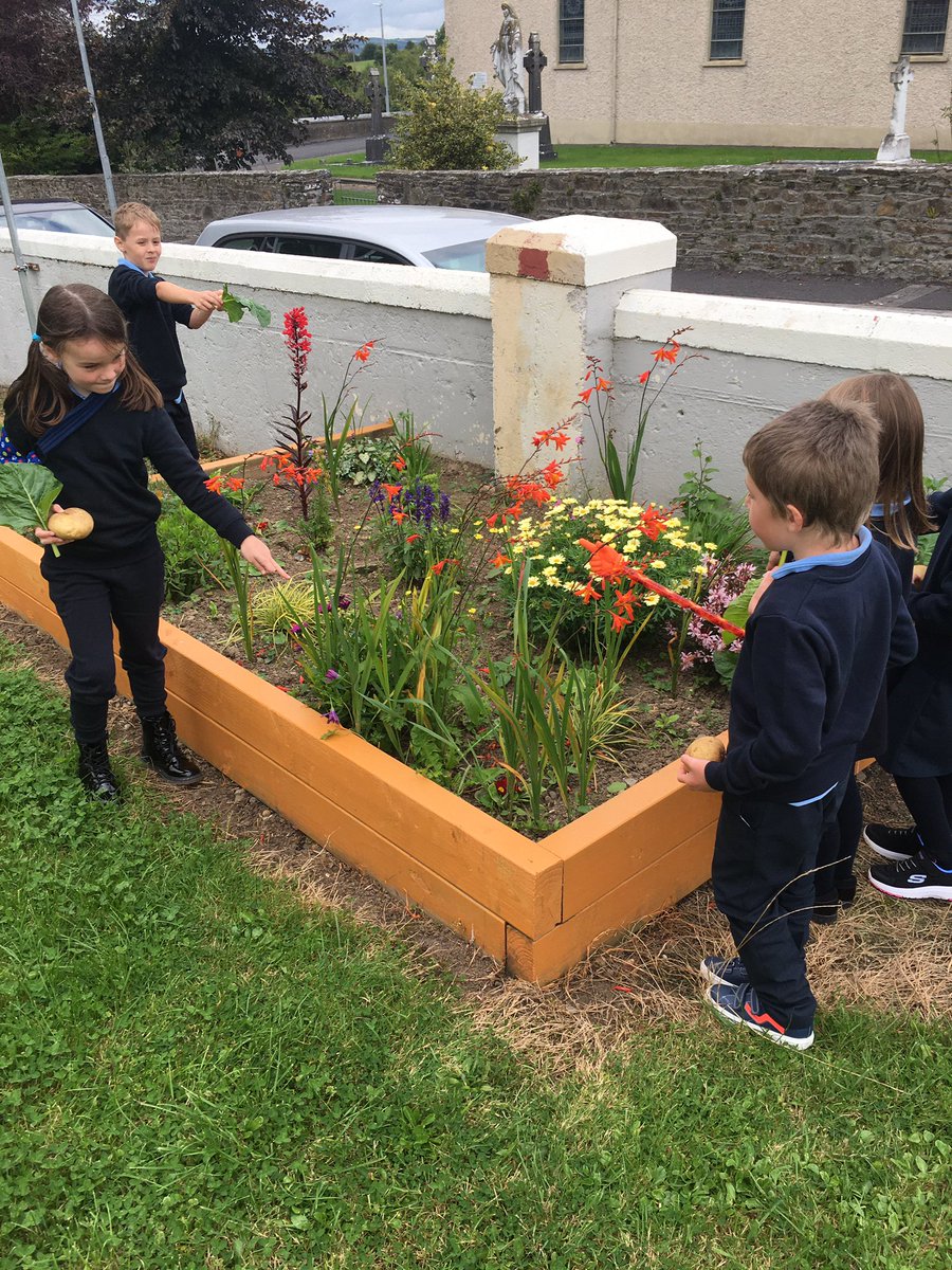 Spuds and spinach for dinner tonight! We are harvesting our crops this week and checking on our pollinator friendly beds. <a href="/giyireland/">GIY</a> <a href="/agrikid/">AgriKids</a> #growyourown <a href="/BioInSchools/">Biodiversity in Schools</a>