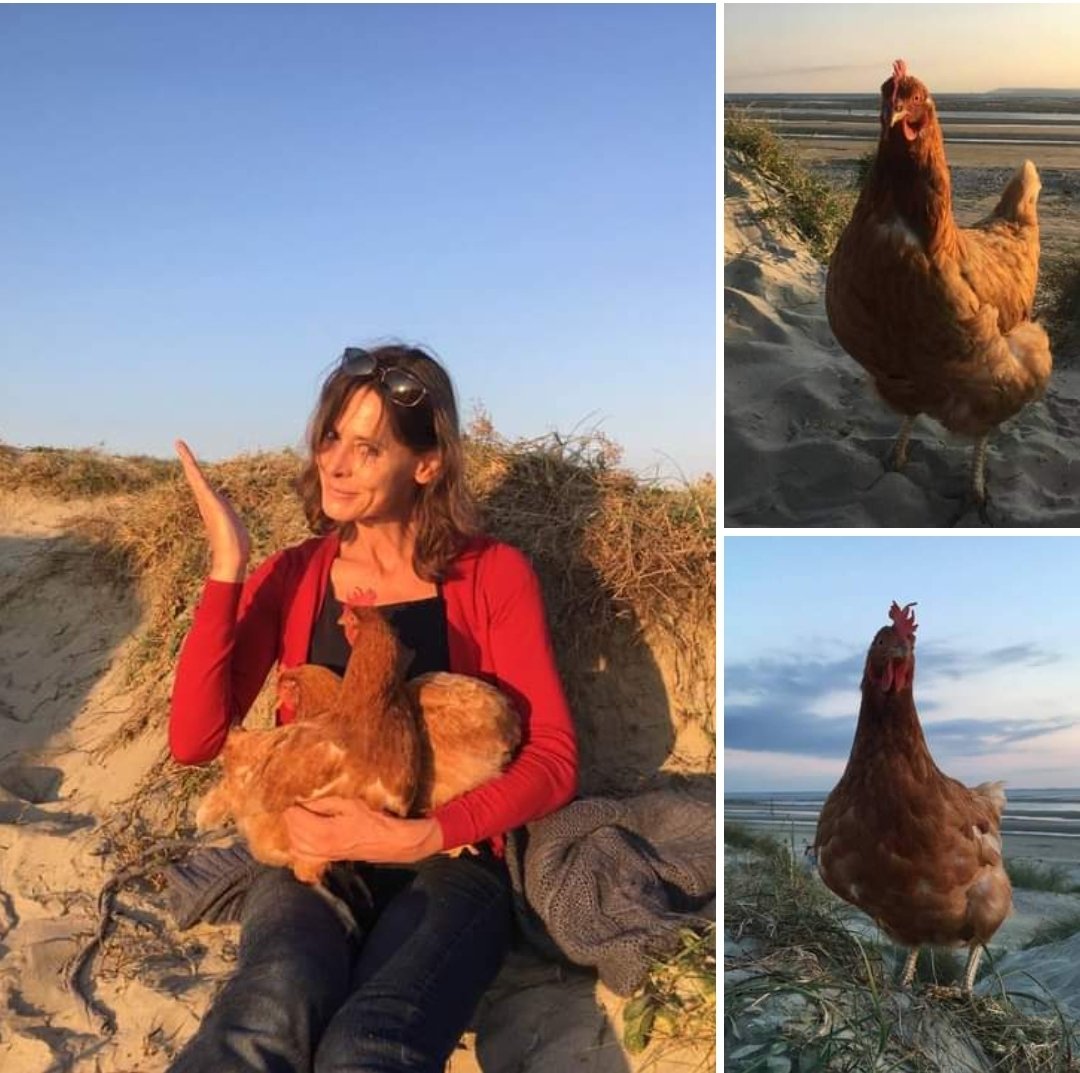 One of our very own volunteers and 2 of our beautiful, now retired, ladies hitting the beach this summer ❤ #beach #freshstartforhens #rescuehens <a href="/FsfhHuntingdon/">Huntingdon Fresh Start for Hens</a> <a href="/eastleigh_fsfh/">Eastleigh and Southampton Fresh Start For Hens</a> <a href="/dailyecho/">Daily Echo</a> <a href="/BBCTheOneShow/">BBC The One Show</a> <a href="/Crewe_FSFH/">Crewe Fresh Start For Hens</a> <a href="/tenterden_fsfh/">Tenterden Fresh Start For Hens</a> <a href="/HailshamFSFH/">Fresh Start for Hens</a> #summer
