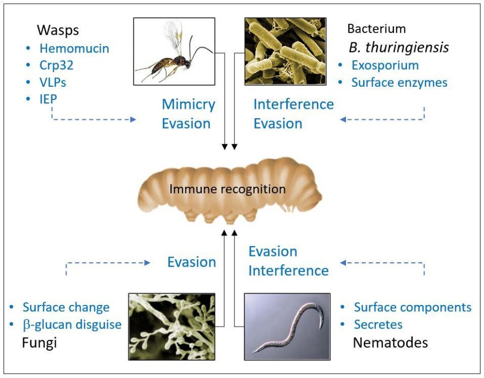 BrivioLab's tweet image. #Parasites  and #bacteria: role of #surfaces in the #interaction with their #hosts

mdpi.com/2075-4450/11/6…