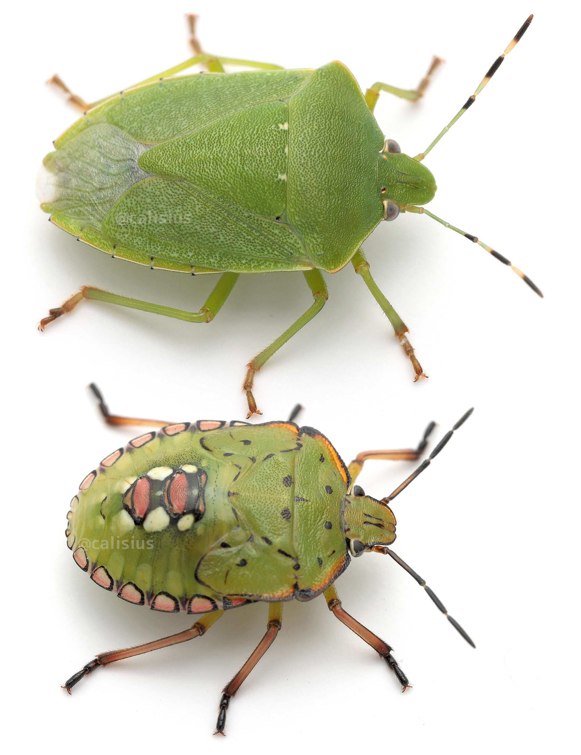 ピン セイダイ Nagashima Seidai アオクサカメムシさんの成虫と幼虫 カメムシの幼虫形態について理解がまだ浅い ちょっと勉強してみる T Co Lxb2irsfpn Twitter
