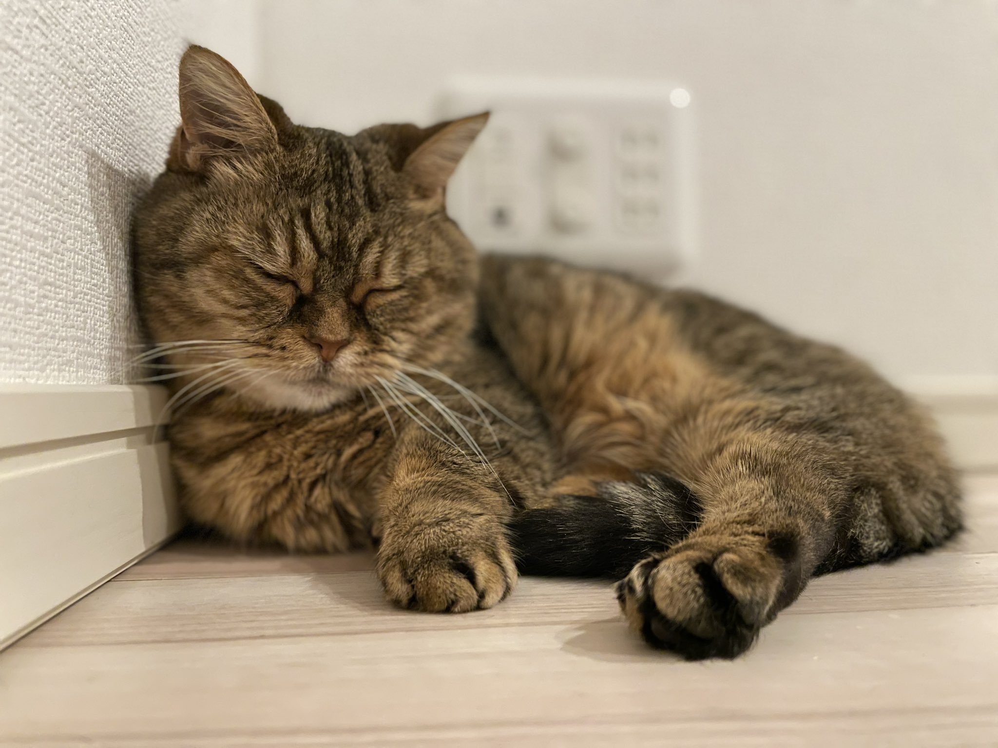 お婆ちゃんの猫ポポ 静かに隠れて寝てる一日 8月31日の夜に 猫写真 猫のいる生活 ねこ 猫好きさんと繫がりたい 猫好き マンチカン フリー素材 T Co Ujukp58ykx Twitter