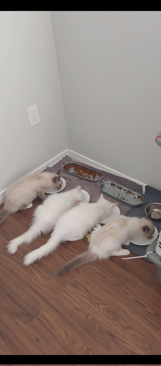 PurrbabyRagDoll's tweet photo. What words do you use to tell Your cats it's time to eat? https://t.co/Nap2KTAlSj