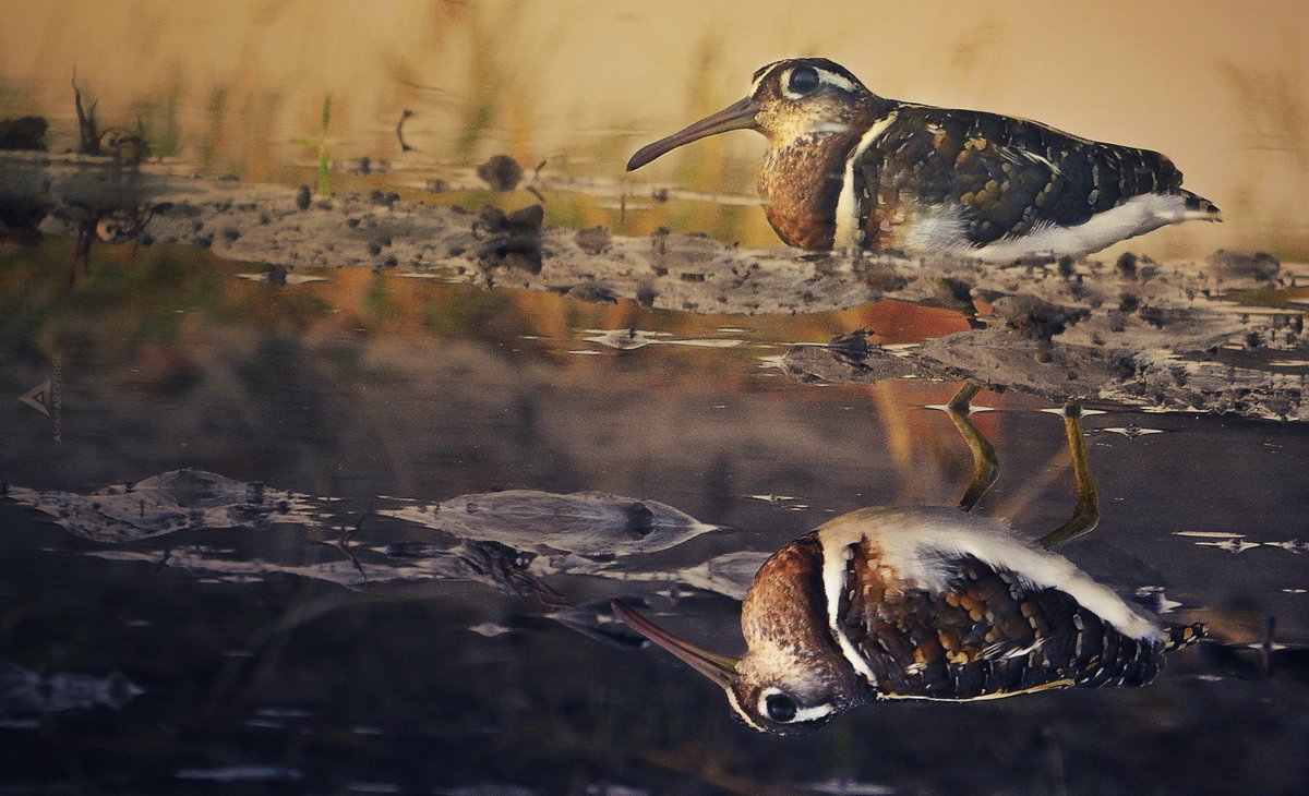 Upside Down 😍⬇️

[Greater Painted-Snipe]

#birdphotography #birding
#BirdsSeenIn2021 #feather #nature
#wildlife #birds #greaterpaintedsnipe #IndiAves #wetlandconservation 
@Avibase @narinder_locham @rickztoor