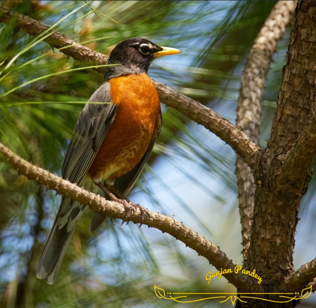 Entwined in pine. 
#American_Robin
The American Robin is a long-time icon of the spring season, known for its bright orange belly and beautiful song.
#lockdownphotography #latepost
#robins #birds #robin #nature #bird #wildlife #birdsofinstagram #robinsofinstagram #birdphotography