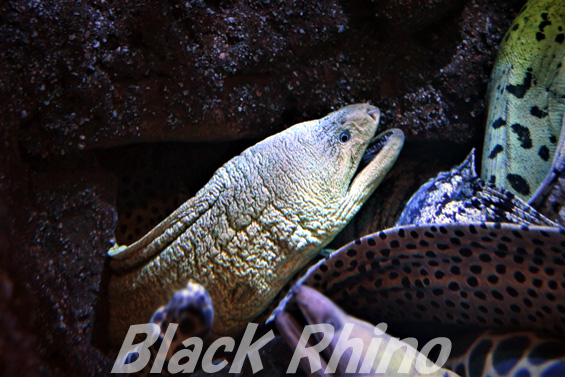 Black Rhino 和歌山県立自然博物館 06 ミナミミゾレウツボ アミメウツボ ヘリゴイシウツボ 充実のウツボ軍団 T Co Oq3ivbfjoe ミナミミゾレウツボ 和歌山県立自然博物館 アミメウツボ ヘリゴイシウツボ T Co Pdnf3mw5yl Black Rhino 和歌山県立自然博物館 06 ミナミミゾレウツボ アミメウツボ ヘリゴイシウツボ 充実のウツボ軍団 T Co Oq3ivbfjoe ミナミミゾレウツボ 和歌山県立自然博物館 アミメウツボ ヘリゴイシウツボ T Co Pdnf3mw5yl