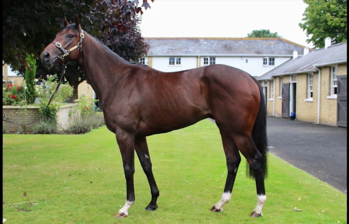 MeahLloyd's tweet image. Delighted to have secured hip 61 ‘Oh Great’ @Tattersalls1766 August sale from @varianstable, he heads to California to join @Jmullinsracing for BG stables. The same connections as previous Graded Stakes performer Originaire #stakeswinninghistory #SearchingForValue