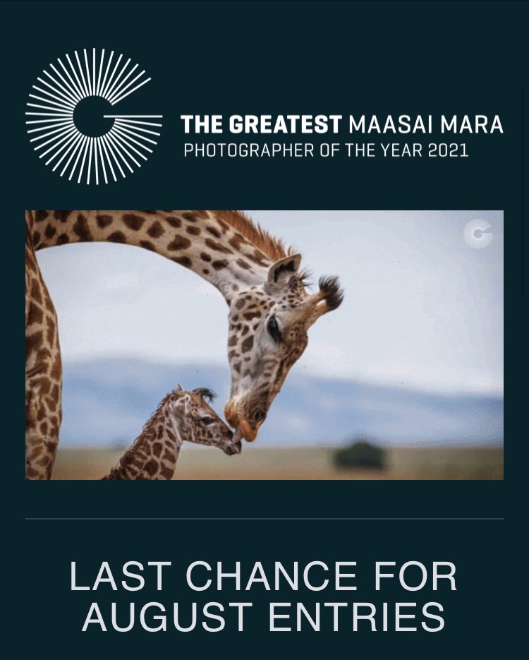 LAST CHANCE to ENTER #TheGreatestMasaiMara 
#PhotoContest 
 
👉Calling #africanphotographers lovers of #wildlife! 

🌟ENTER👉 thegreatestmaasaimara.com/competition

.  .  .

#photography <a href="/CanonCNA/">Canon C&N Africa</a> <a href="/BlkWomenPhoto/">Black Women Photographers™️</a>