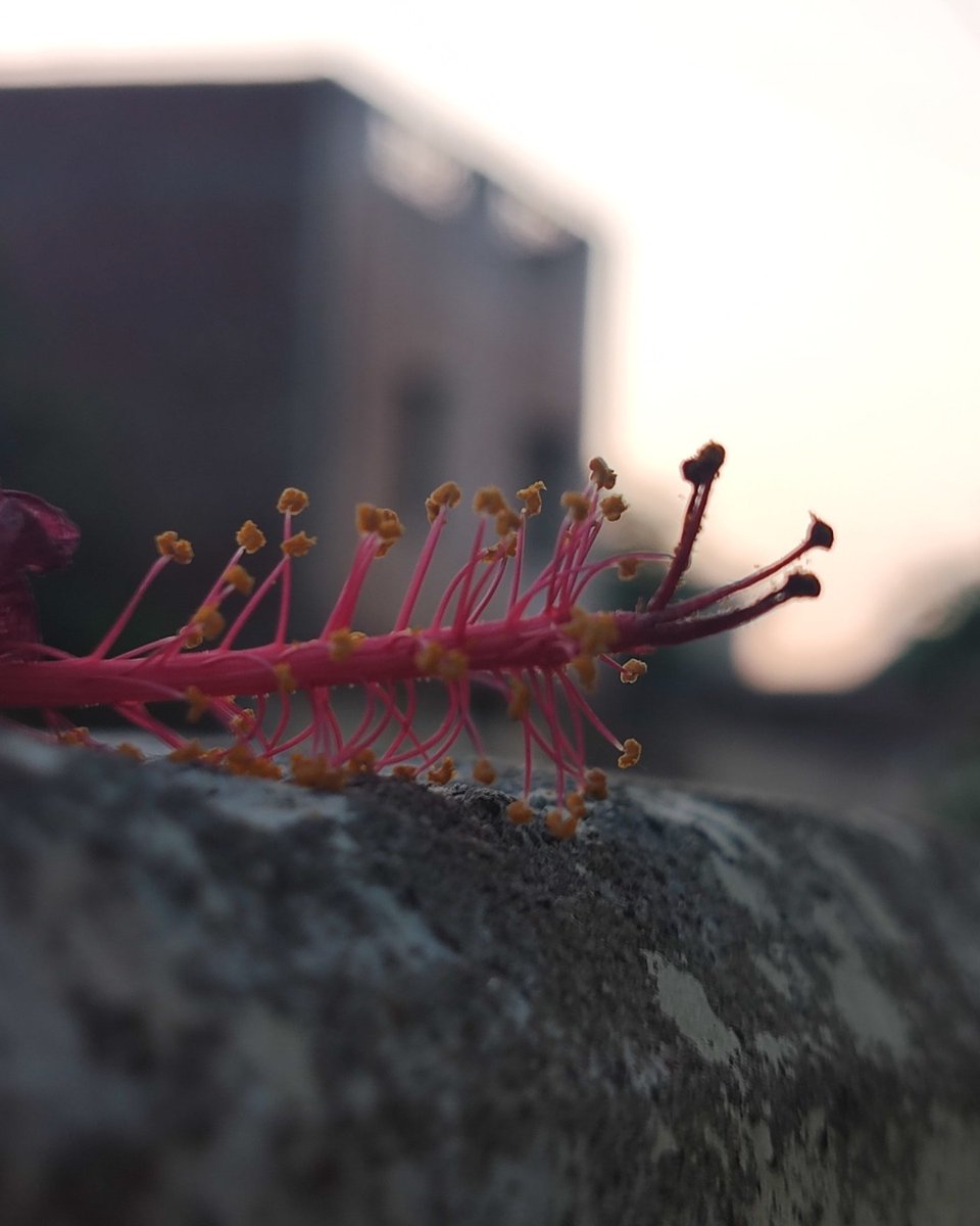 BholaPuneet's tweet photo. Vivid Morning colours.... 
. 
. 
Shot on @XiaomiIndia #mi11x 
. 
. 
#macro #flower #grass #sky #mother #nature #beauty #early #bird #goodvibes #happiness #walk #cycling #running #fitness https://t.co/av8jew52vK