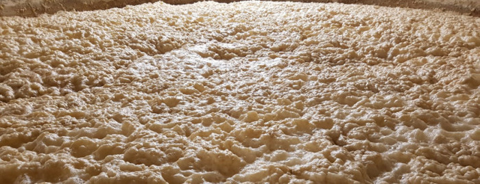 Listen to episode 221 of the Master Brewers Podcast and learn how to get away with a mid-fermentation dry-hop AND harvest healthy yeast for repitching. masterbrewerspodcast.com/221