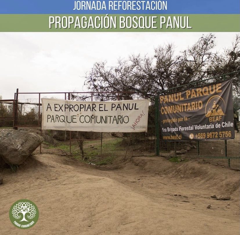 Fotos de la jornada de reforestación del 28/08/2021  en el bosque panul #parquecomunitariopanul #bosquepanul <a href="/RedPanul/">Red Precordillera</a>