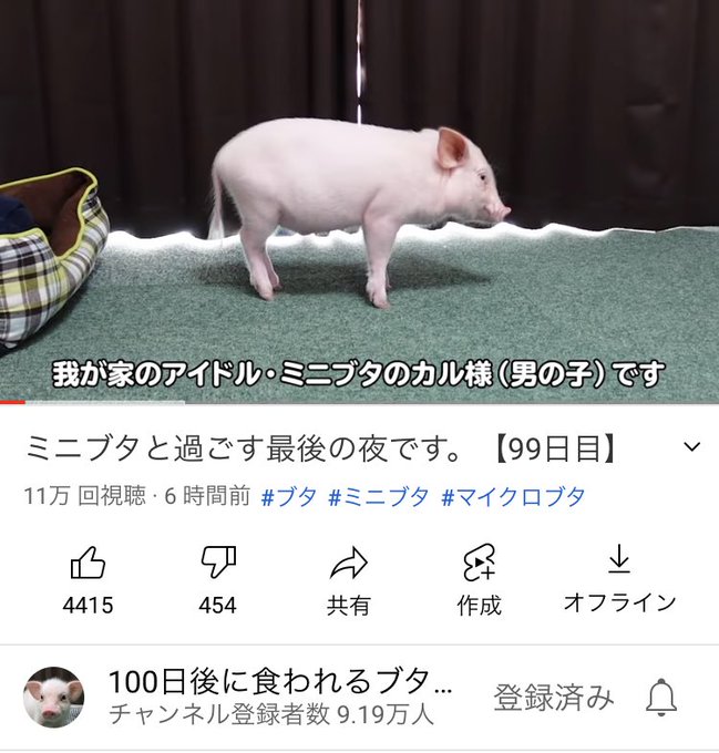 衝撃 Youtube 100日後に食われるブタ 衝撃の結末に視聴者騒然 ラストに この物語はフィクションです って出るけど まとめダネ