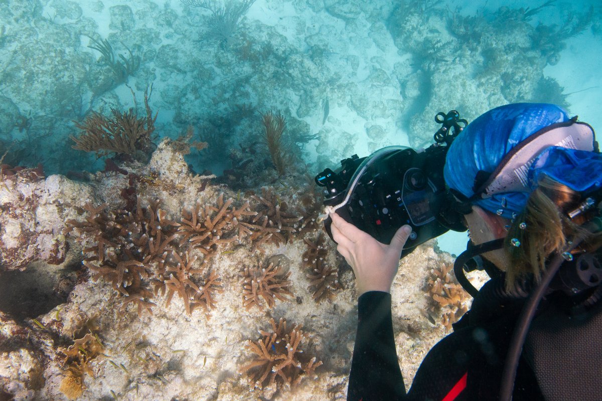 Are you a visual learner? We love sharing videos and photos with you all and increasing access to knowledge about coral reef #restoration! What is the most interesting thing you've learned about coral this year? 📷 : CRF™ #underwaterphotography #underwatervideo #coralreef