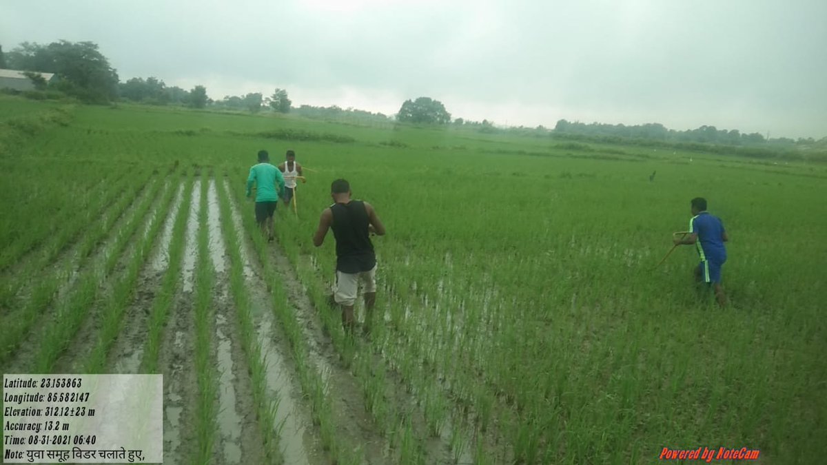 DpmuJtds's tweet photo. Collective work and effort for collectively progress brings positive change in the community. Youth group from Aradih village of Bundu block Ranchi Jharkhand who has been authorised by district agriculture department for paddy seed production at bundu farm. https://t.co/SUSJmymTFU