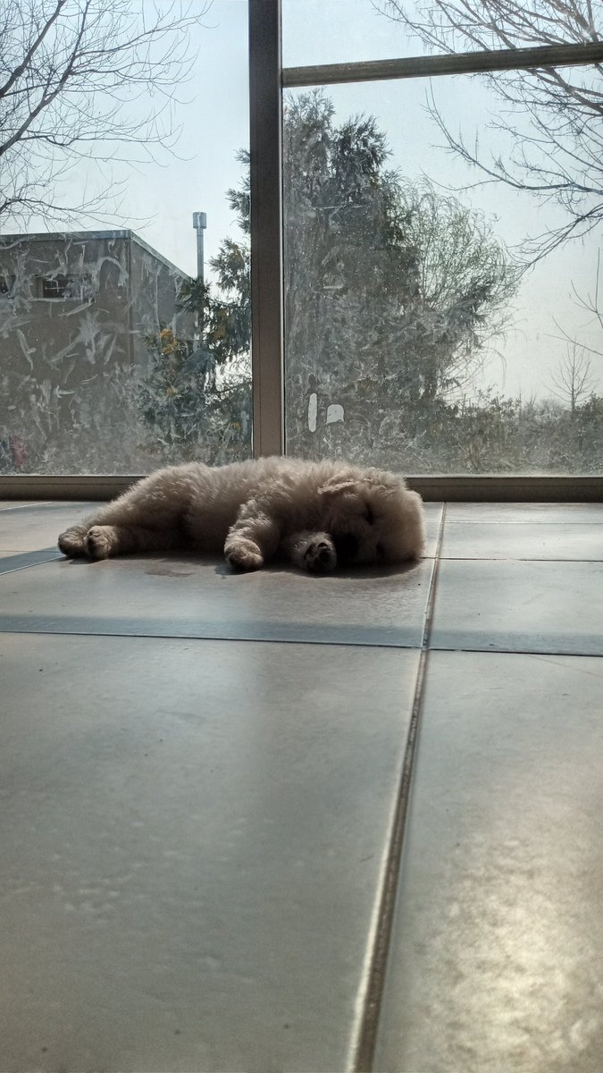 ElNegroVicente's tweet photo. Siesta.
#dogscute #kuvaszdog #dog #kuvaszargentina #cute #cutedog #babydogs #adorableanimals #dogcute #happy #happydog https://t.co/G23Wos5b5e