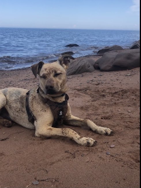 Snellerbugs's tweet photo. Beach Bum Bruno https://t.co/No85nbmAGC