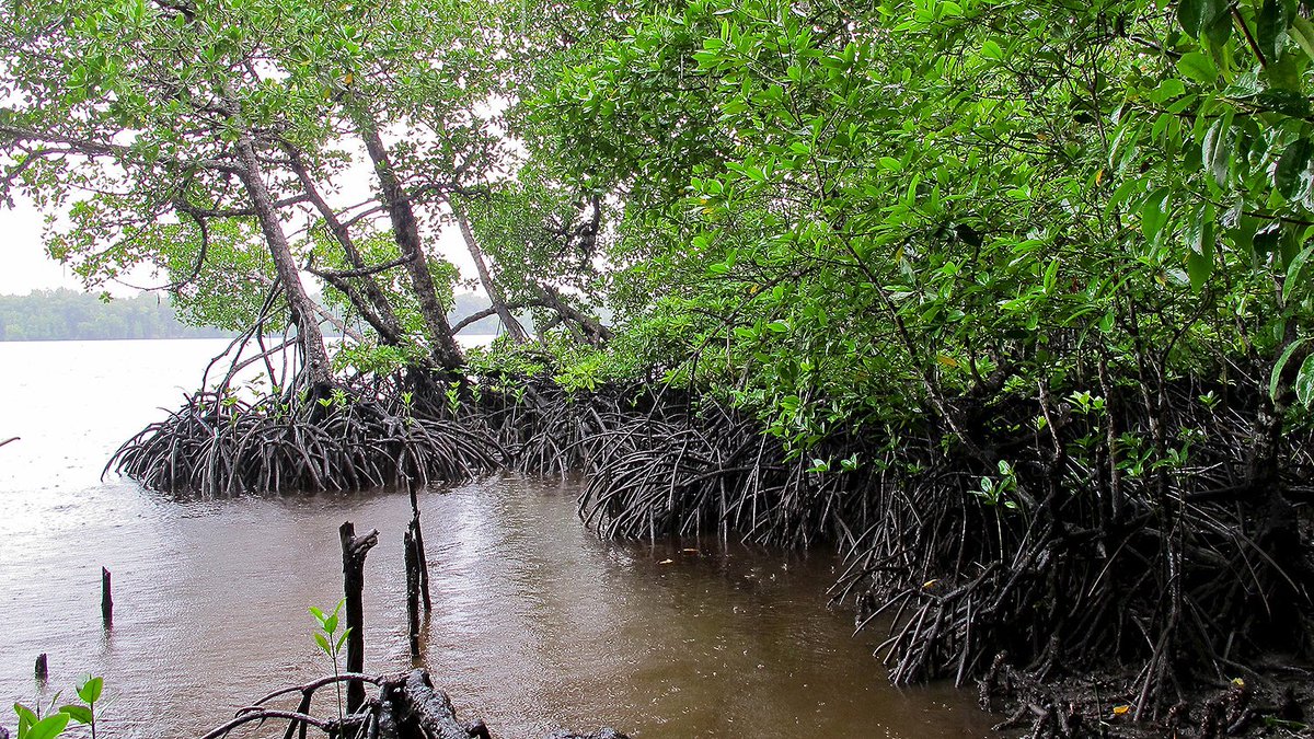 Mangrove forests on Lake Tabarisia, Papua, Indonesia. 