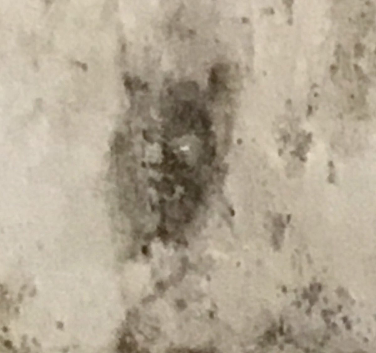 DanielDanny4755's tweet photo. #MouldProblems
Hate decorating mouldy walls - especially if the patch of mould
Looks like a #WereWolf https://t.co/BpPRVfvVBJ