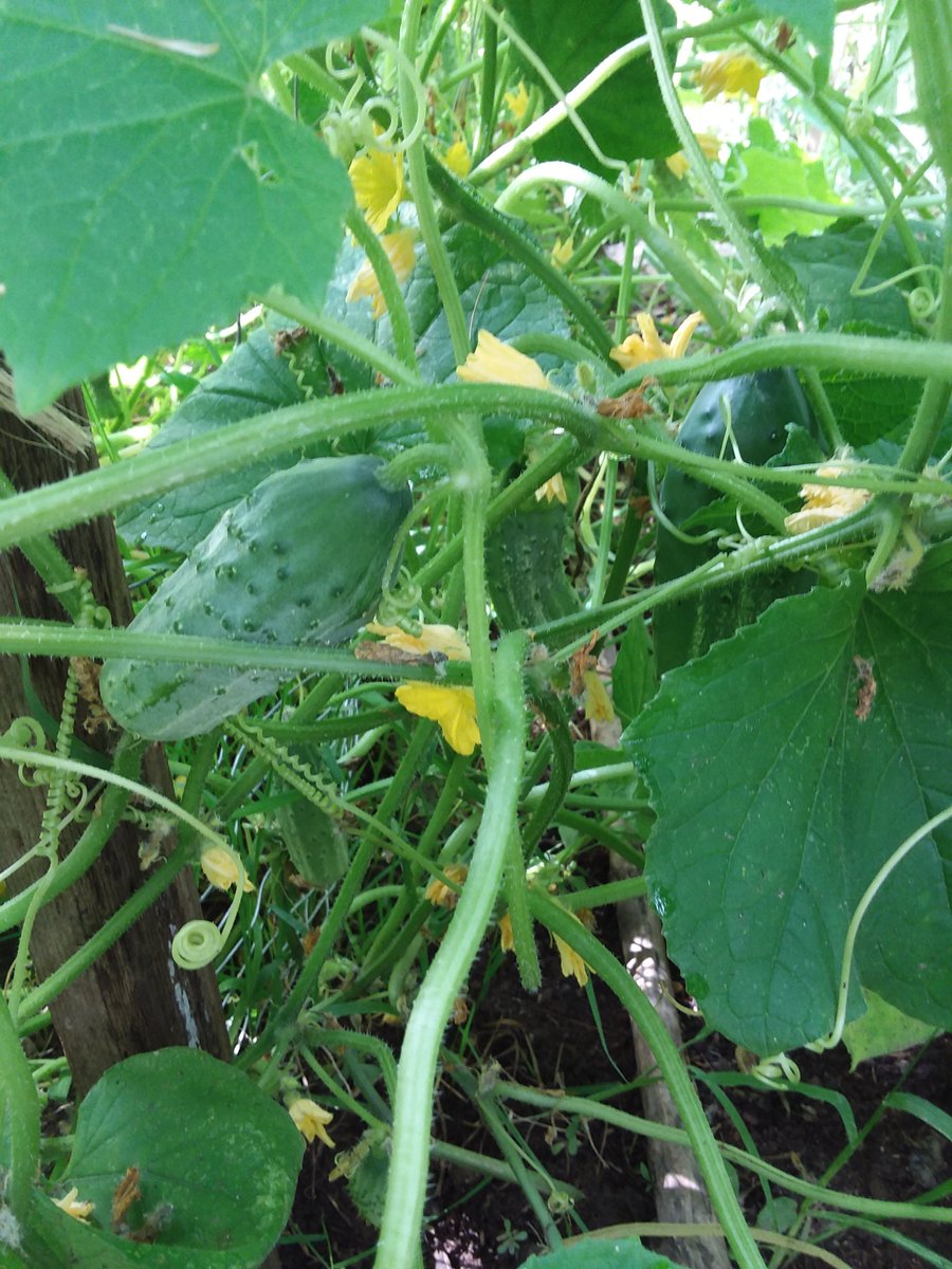GrowingShield's tweet photo. Pickle time!

Summer eats = Winter treats

#snowiscoming 😬🥶 https://t.co/MUKgKu53bj