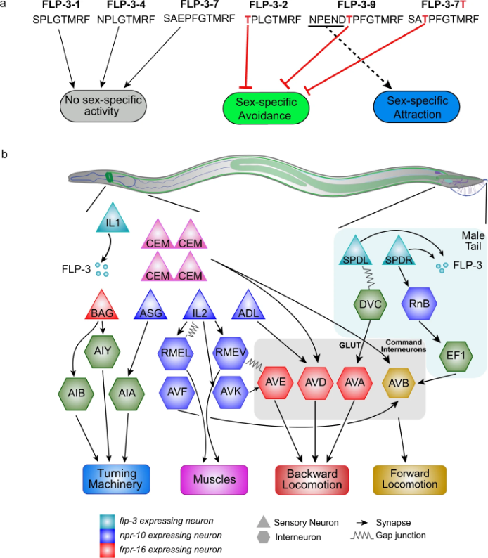 CommsBio's tweet photo. @WpiJagan @RavenTas17 @isabelbeets @emily_jm19 and colleagues identify a male-specific neuropeptide-neuropeptide receptor (NP/NPR) module active in C. elegans. Receptor expression in pre-motor neurons mediates coordination of male-specific and core locomotor circuitries. https://t.co/eljH9UUeyj