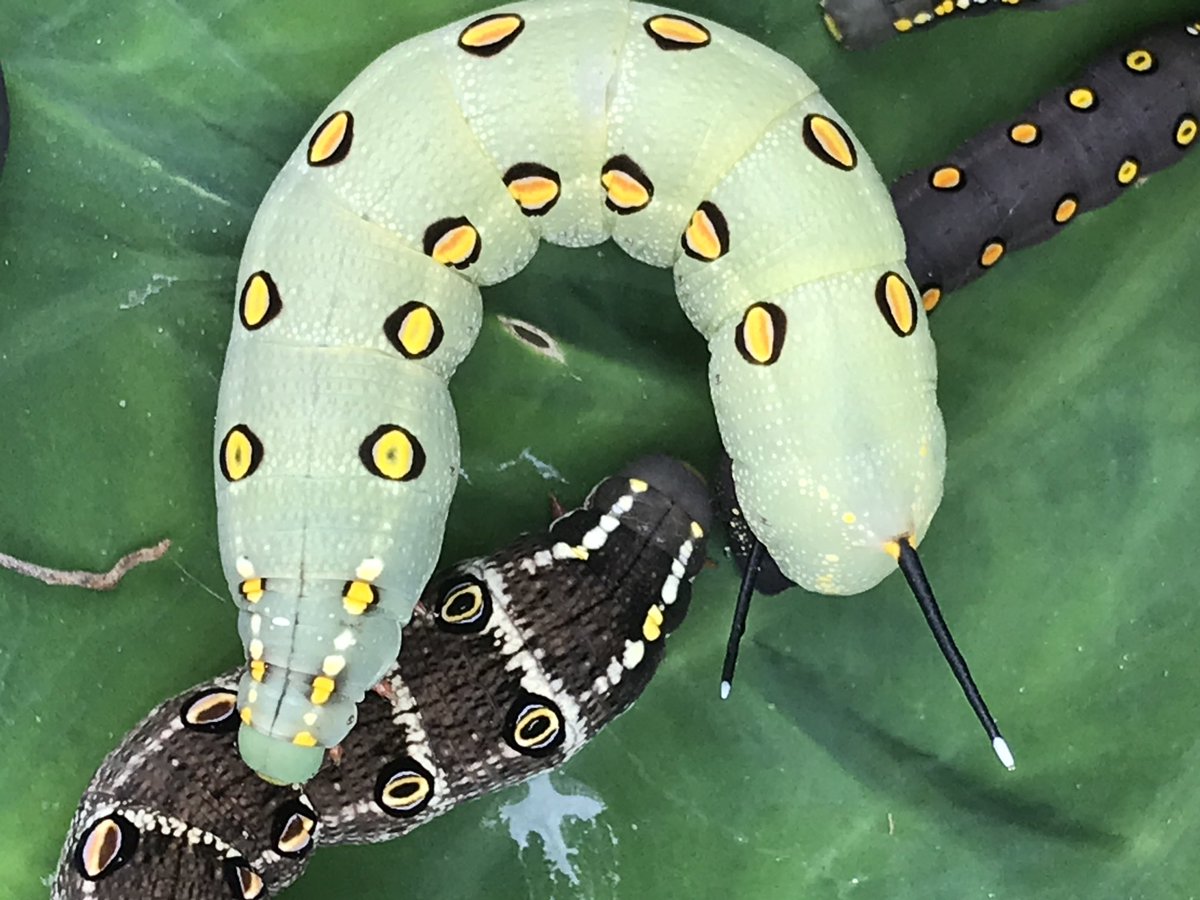 セスジスズメガ