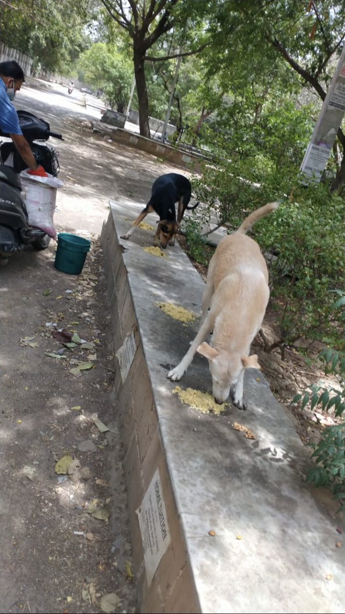 shield_animal's tweet image. Here’s one of our amazing team members feeding some strays 😍

We are beyond grateful for our amazing team, their compassion towards animals is beautiful and the love they provide them is invaluable.

From the bottom of our heart we thank them 🥰 

#animalshield #animalcare