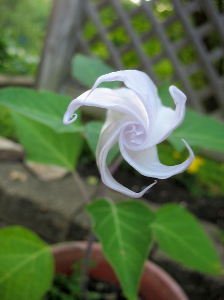 ムーンフラワー Twitter Search Twitter