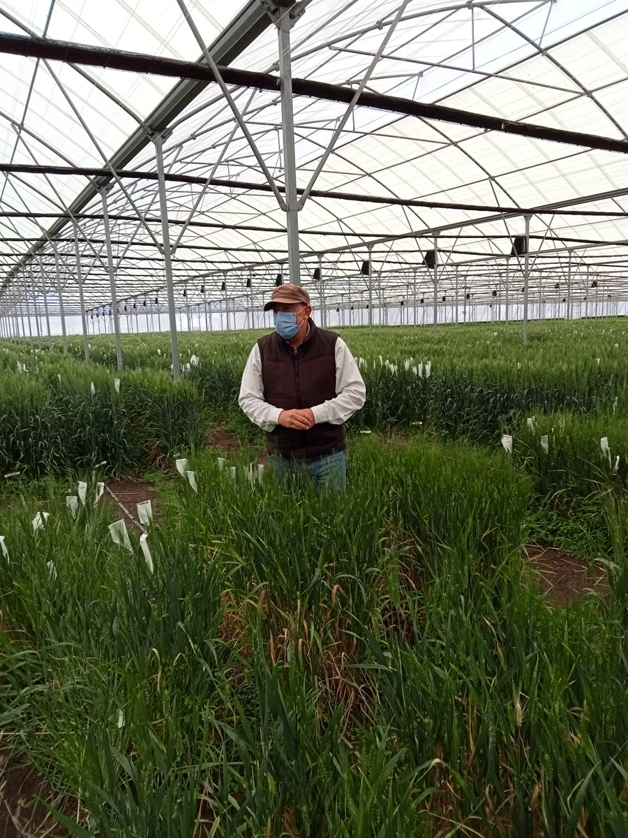 AlisonRBentley's tweet photo. Accelerating wheat breeding progress @CIMMYT using new facilities at Toluca Experimental Station including rapid generation advance for spring &amp; durum wheat pipelines and speed breeding for trait introgression &amp; parent development #VirtualWheatTour #AGGproject https://t.co/J8d8kBfMXQ