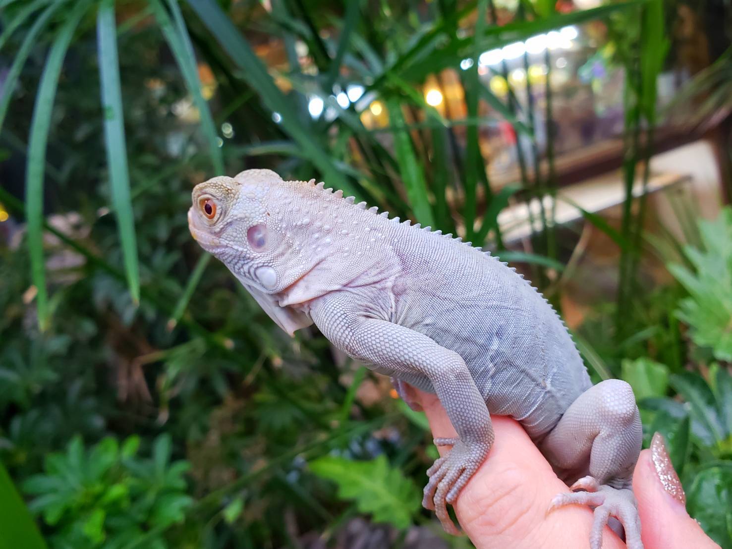 ⭐︎新品⭐︎イグアナ ブローチ グリーン／conoco 楽天市場】HH31755 イグアナ L オーナメント エイチツーオー HH