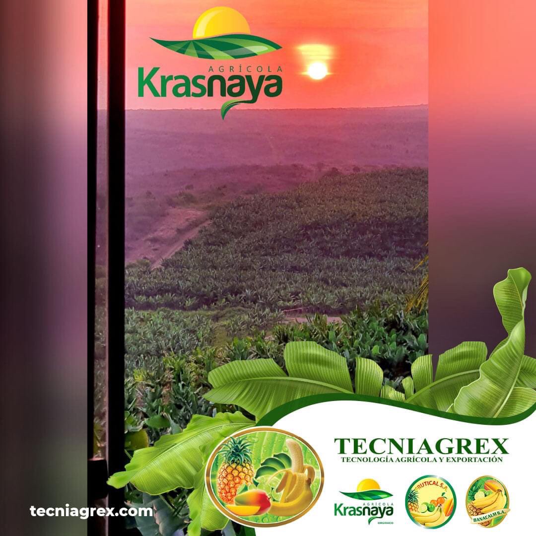 Nuestra empresa Agrícola Krasnaya S.A., posee 500 hectáreas de Banano Orgánico, ubicado en la vía Santa Elena a 1 hora del puerto de Guayaquil.
#corporacionblarrion, #banana, #organico, #cultivo
#Tecniagrex, #Frutical, #Banacalm y #Krasnaya, #Ecuador, #Machala, #ElOro.