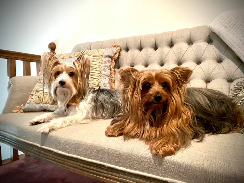 kipf's tweet photo. @JackPosobiec #NoPawsLeftBehind https://t.co/OPR6xk2V5p