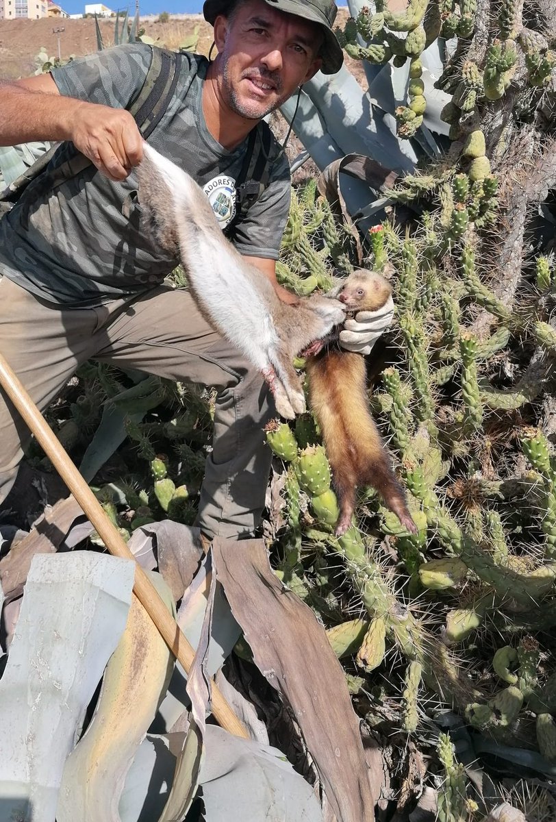 Caza con podenco y hurón...