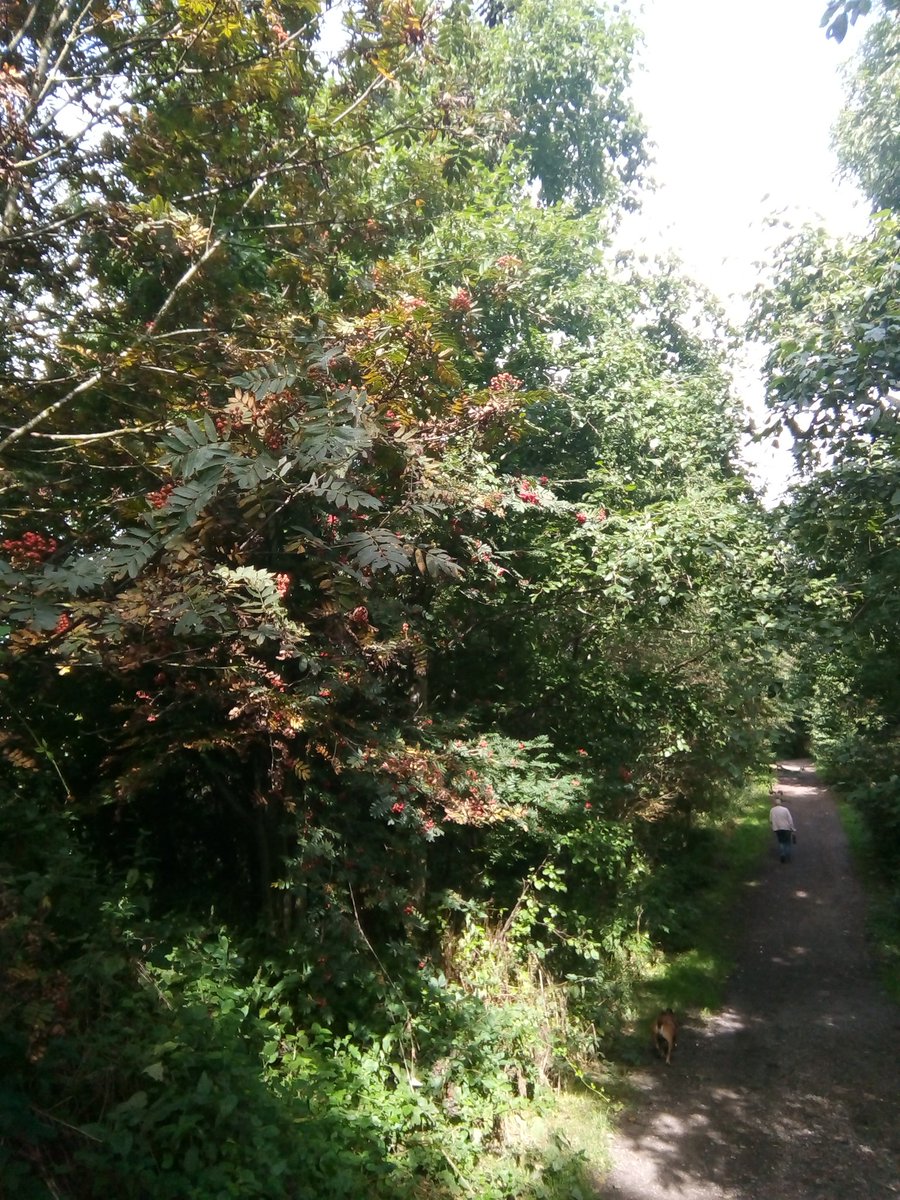 StevenBamlett's tweet photo. On the railway line between Bishop Auckland and Hunwick the sun was offering crisp light between benign cool showers https://t.co/Astl8I939Z