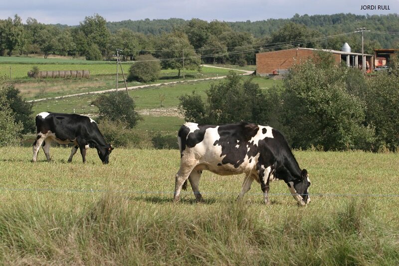 uniopagesos's tweet image. ✊🥛Segons ha sabut @uniopagesos, @bonpreuesclat s'ha reunit amb #Lactalis per tal de pactar un augment del preu compra de la #llet als productors i apropar-lo al preu de cost encara que sigui havent d’apujar el preu al final de la cadena. Això podria ser una bona notícia… (1/3)