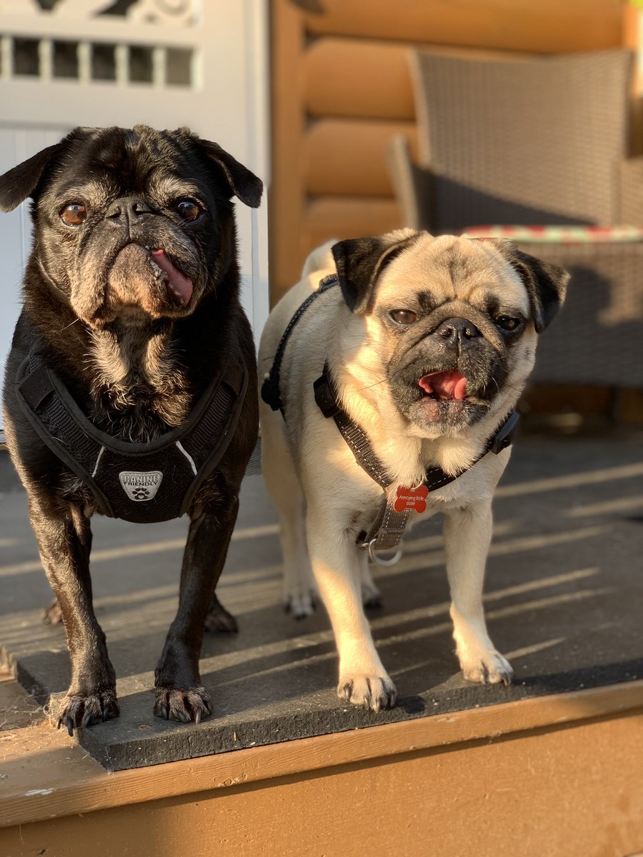 EdiethePug's tweet image. Tongue out Tuesday 😜
#KindOf #WeTried 
#TongueOutTuesday