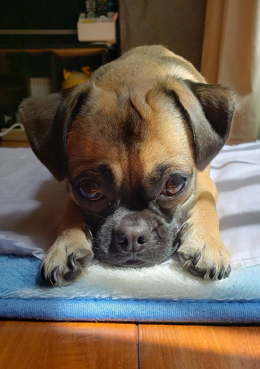 kinmooee's tweet photo. 実家で飼ってる犬が、見るたび妹の上に座ってる笑
どうしても座りたいみたいだから、
いつもそのまま🐕
可愛いよね〜🧡 https://t.co/aatuZ1x3Ey