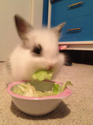 Bunnies (@rabbiteveryhour) on Twitter photo 