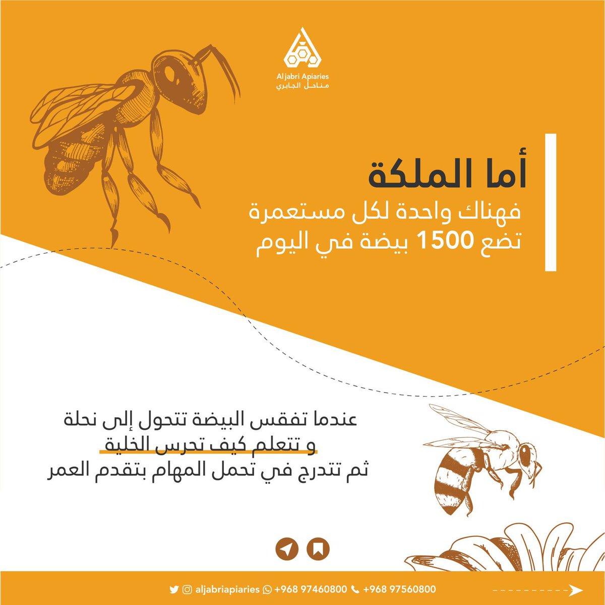 aljabriapiaries's tweet photo. العملية ما سهلة و التنظيم في العمل يدعو للتفكر ( سُبحان الله )
.
.
#عسل #honey #عسل_زهور #عسل_سمر #عسل_سدر #مناحل #نحل #شفاء_للناس #مناحل_الجابري https://t.co/RmW5ARmRIo