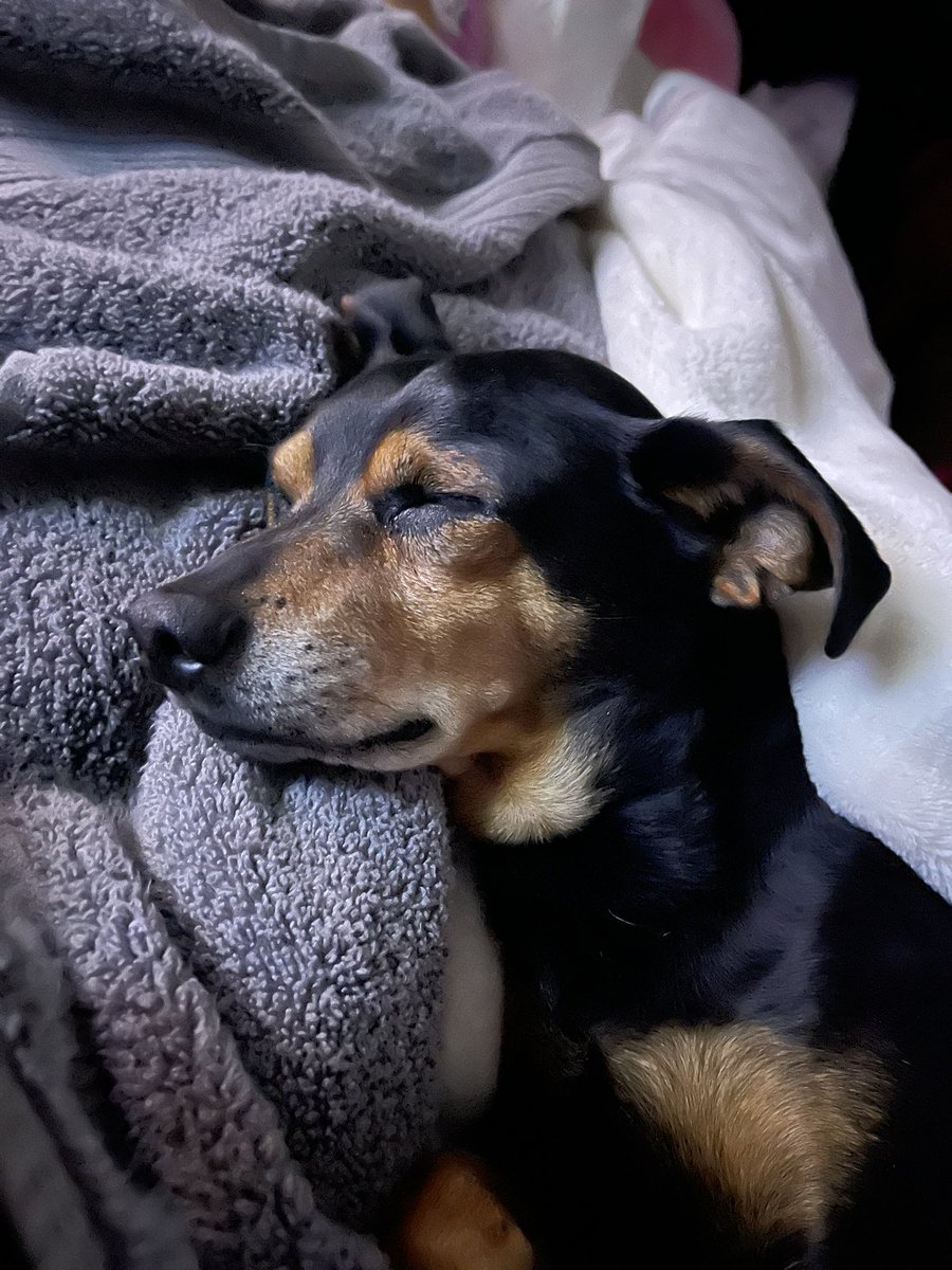 Dogo in the morning 💕 “junior loves his rubs”❤️