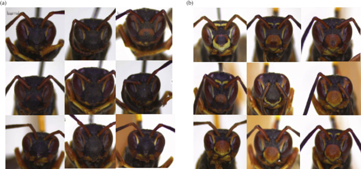 AnimBehSociety's tweet photo. Both individual facial patterning and individual recognition vary across the US geographical range of Polistes wasps! #colsci #animalsignals

From authors @E_Tibbetts, Cely Ortiz, Auteri, Simons, Fearon &amp; Knowles in #AnimalBehaviour

https://t.co/M9jnZzc80l https://t.co/WVZQ58ym1j