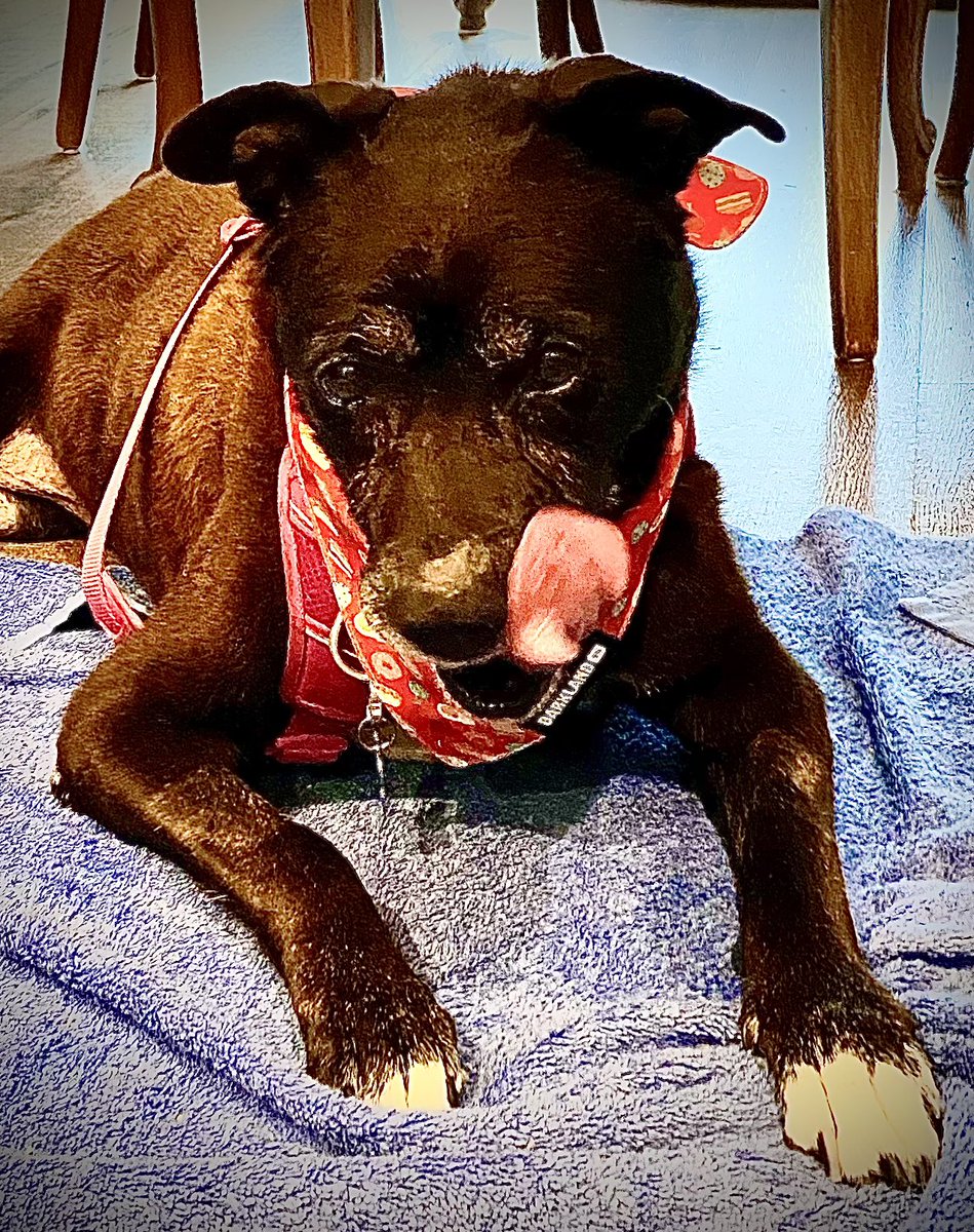 WigglesLarue's tweet image. Frens!  Iz #tongueouttuesday 😝!  Dat mweans wes nweed to gibs dem our bwest #mlems twoday!  Hab a grate owne 🥰!  Wuv, da Wiggles ❤️🐾#yayfortongueouttuesday #giveemyourbestmlems #goforwiggles #DogsofTwittter #earstovets