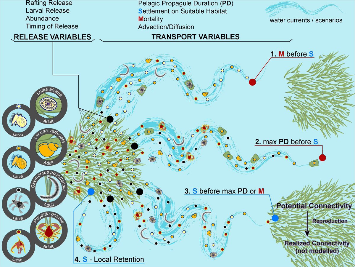 OConnorLab tweet media