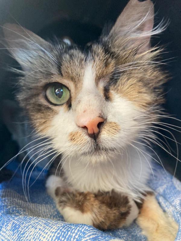 ‼️🦁EVDEN ATILAN ASLAN OĞLAN YUVA ARIYOR🦁‼️
📍İZMİR
📞05074584135
⭐️Yıllarca evde yaşamış Aslan sokağa bırakılmış. Sokakta yaşam savaşı verirken veterinerde korunmaya alındı. 7 yaşında, kısır, sevecen bir erkek. 
🆘‼️🆘Yeniden çok sevecek yuvasını arıyor. Lütfen destek🆘‼️🆘