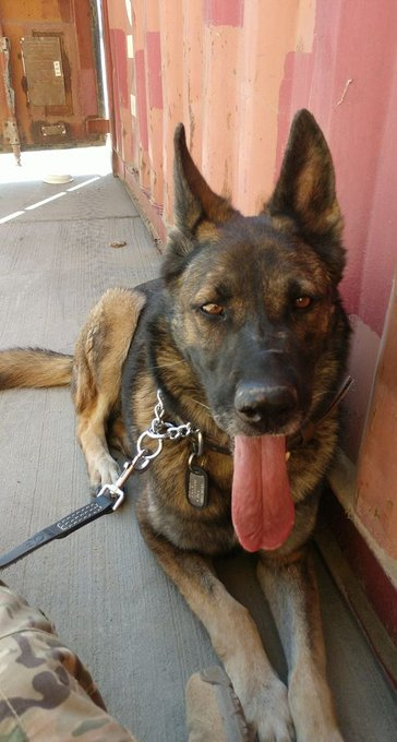 averypavery's tweet photo. #NoPawsLeftBehind Bring out service dogs home. https://t.co/CshdnyocIb